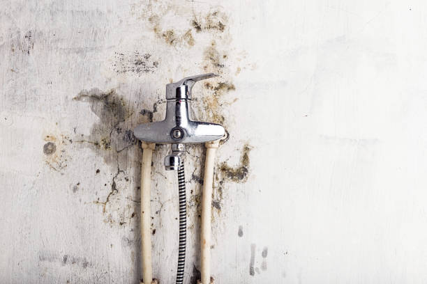 Best Residential Mold Removal  in Vassar College, NY