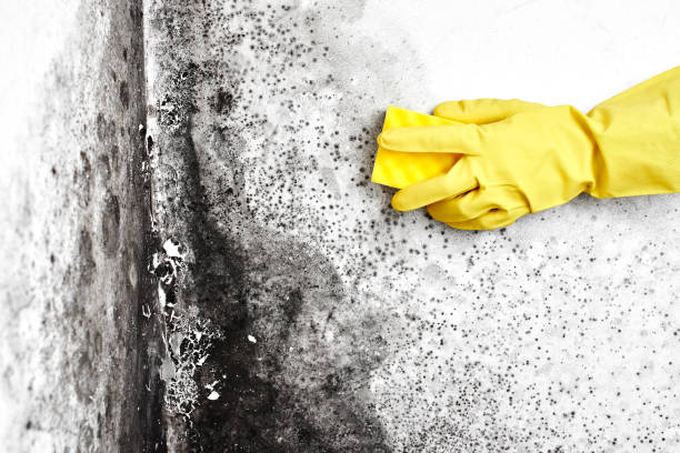 Best Fast Mold Removal  in Vassar College, NY