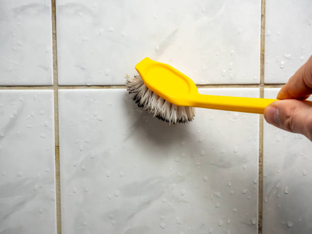 Best Black Mold Removal  in Vassar College, NY