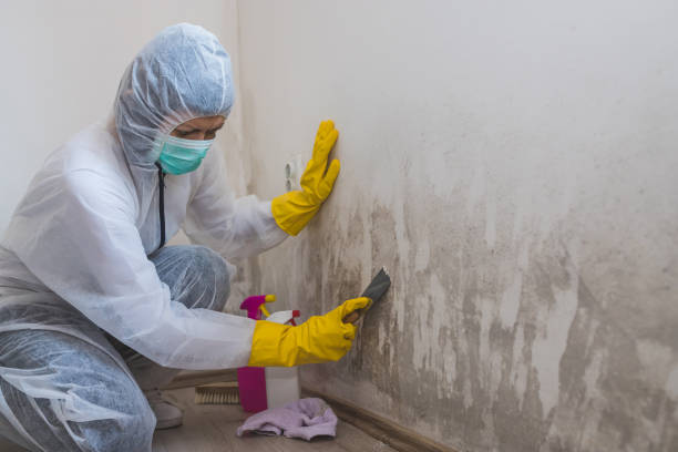 Professional Mold Removal in Vassar College, NY