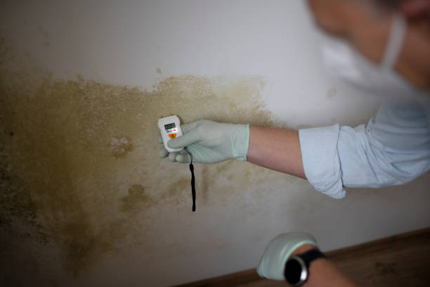 Best Mold Testing  in Vassar College, NY