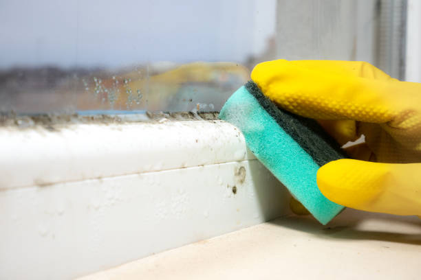 Best Mold Damage Repair  in Vassar College, NY