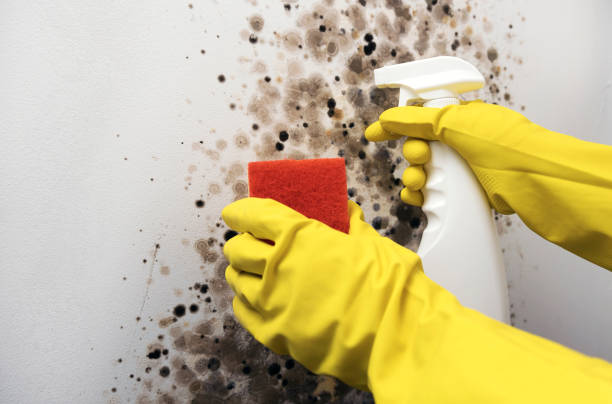 Best Fast Mold Removal  in Vassar College, NY