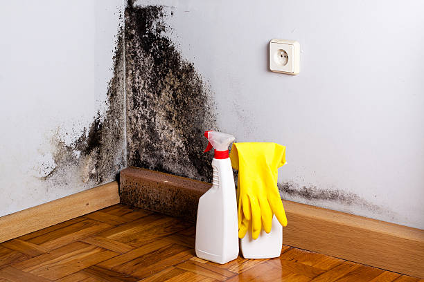 Best Toxic Mold Removal  in Vassar College, NY