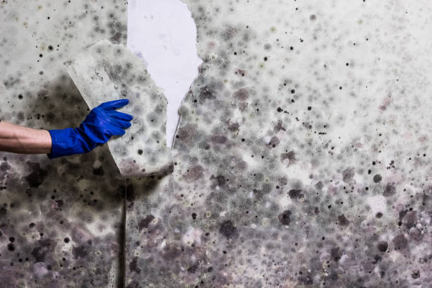 Best Certified Mold Removal  in Vassar College, NY
